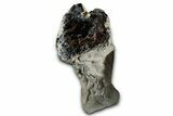 Petrified Wood Limb Section - Nevada #326702-2